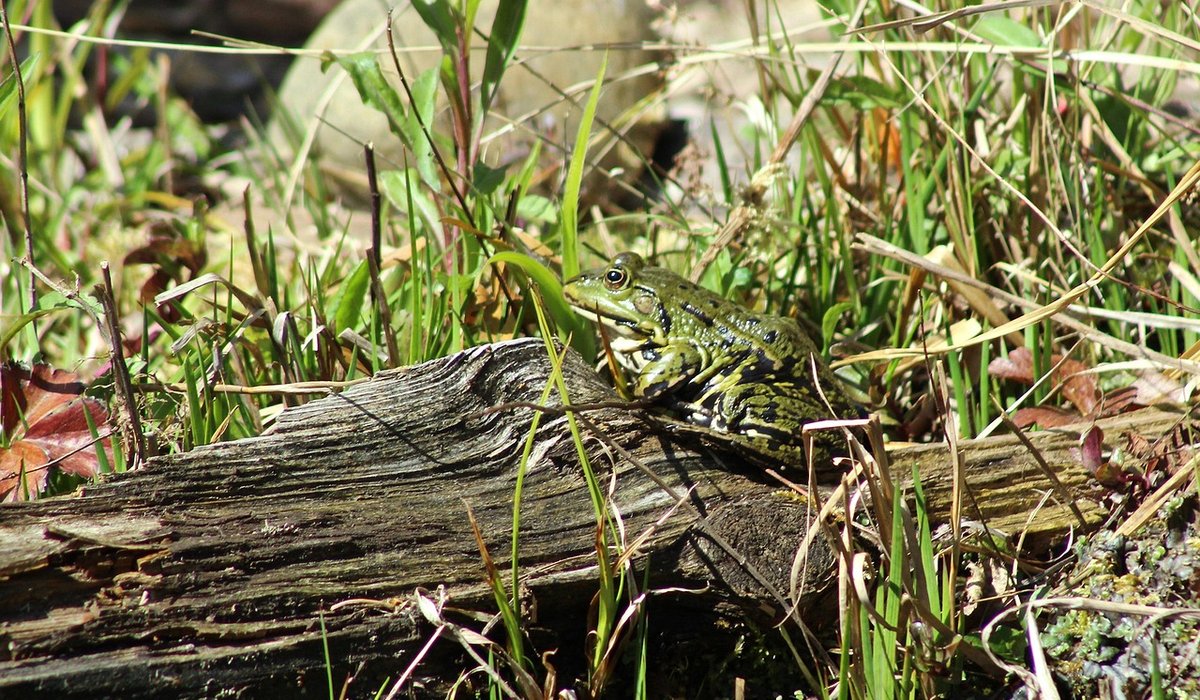 Choosing native marginal plants for pond edges