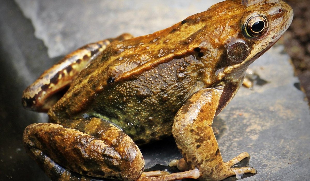 Encouraging frogs and toads into garden ponds