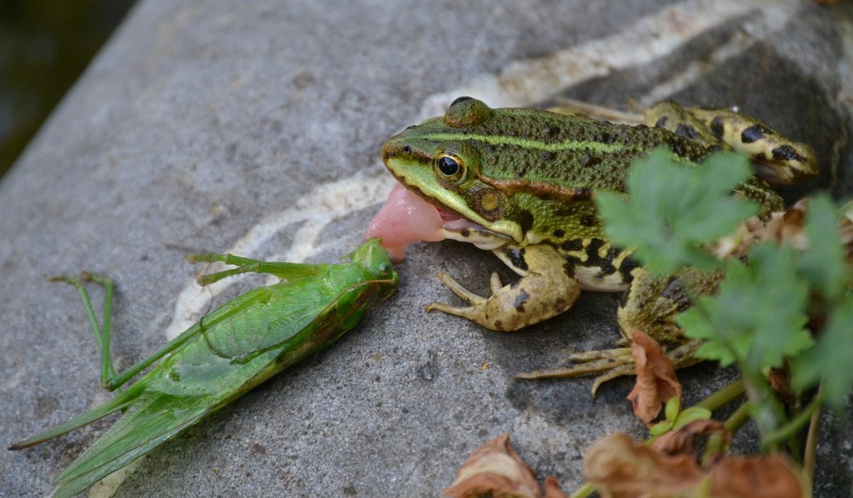 How to build a wildlife pond in a small garden
