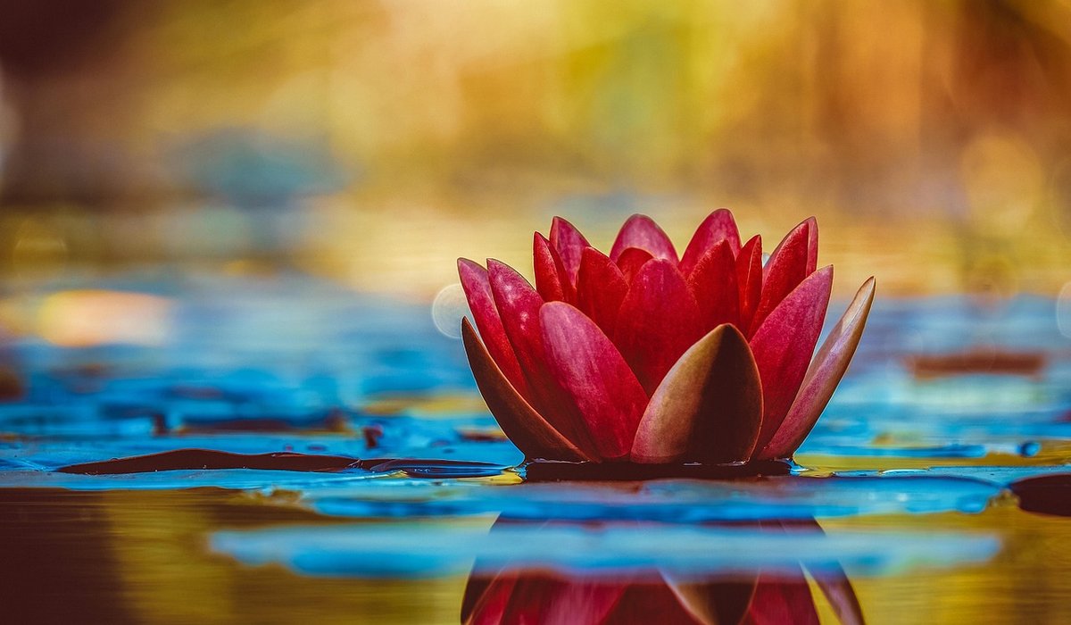 Managing algae naturally in wildlife ponds
