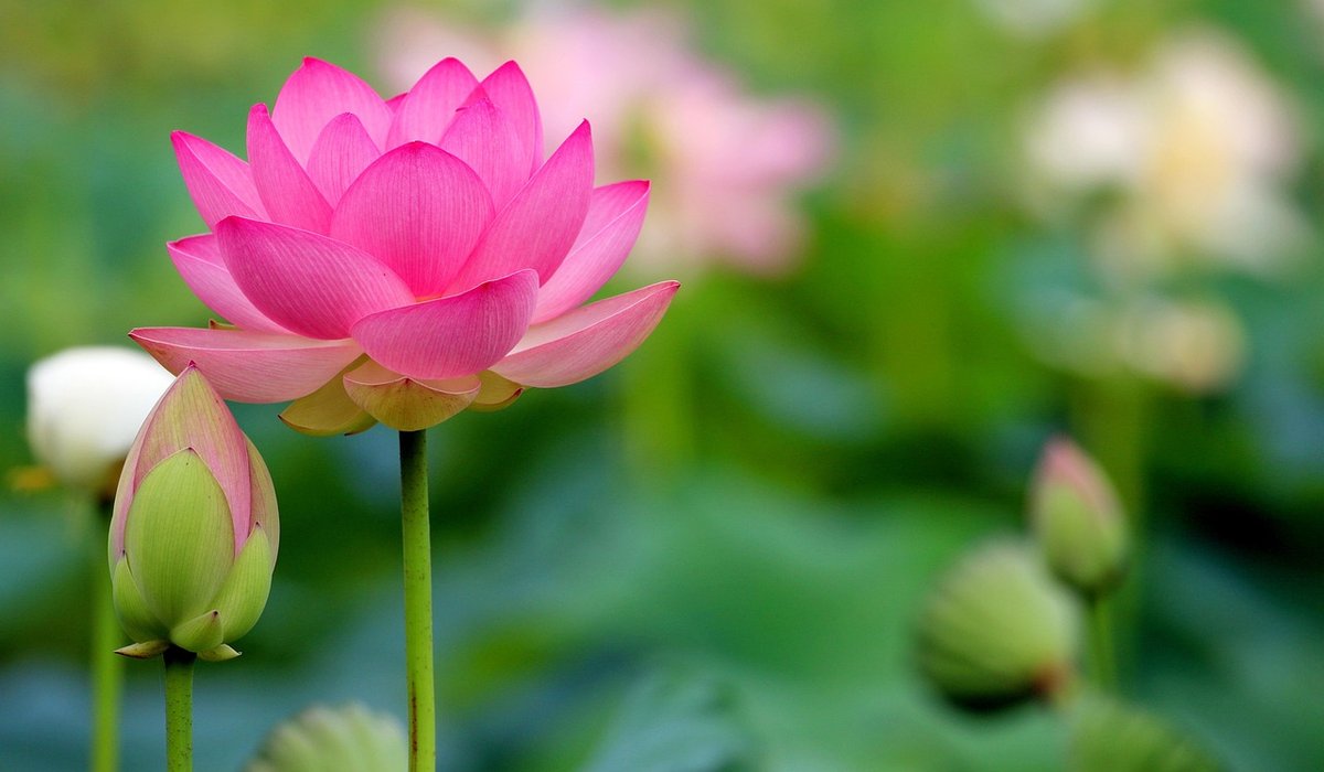 Planting and caring for British water lilies