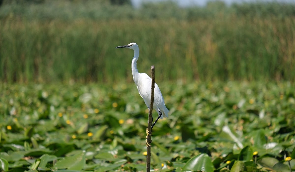 Protecting pond wildlife during the cold winter months
