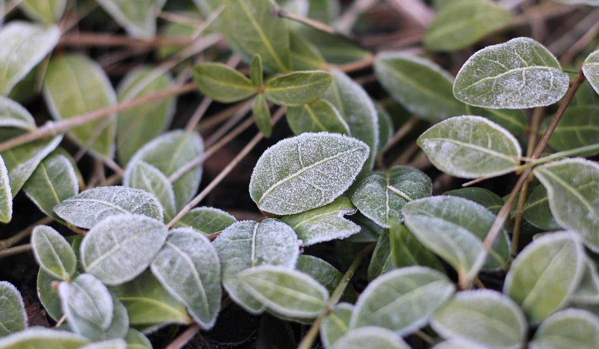 Seasonal pond tasks for spring and summer