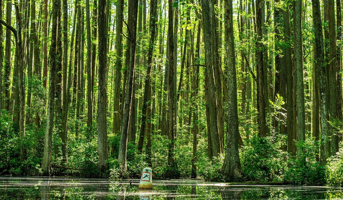 Understanding pond oxygen levels and aeration